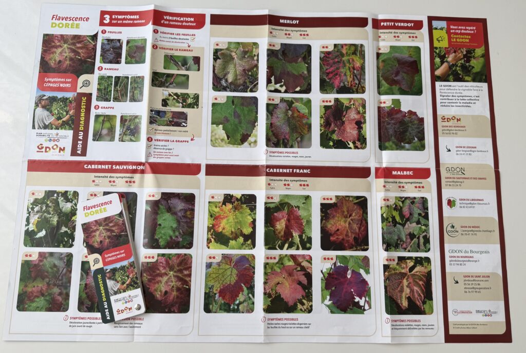 Poster aide au diagnostic de la flavescence dorée sur cépages rouges