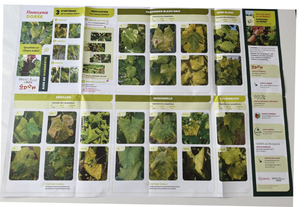 Poster aide au diagnostic de la flavescence dorée sur cépages blancs
