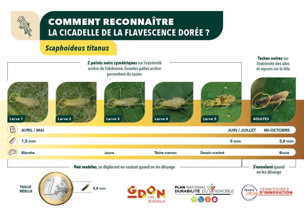 Fiche reconnaitre la cicadelle de la flavescence dorée