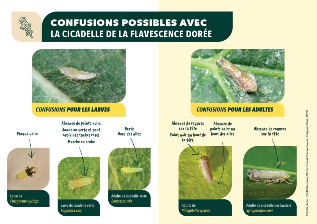 Fiche ne pas confondre la cicadelle de la flavescence dorée