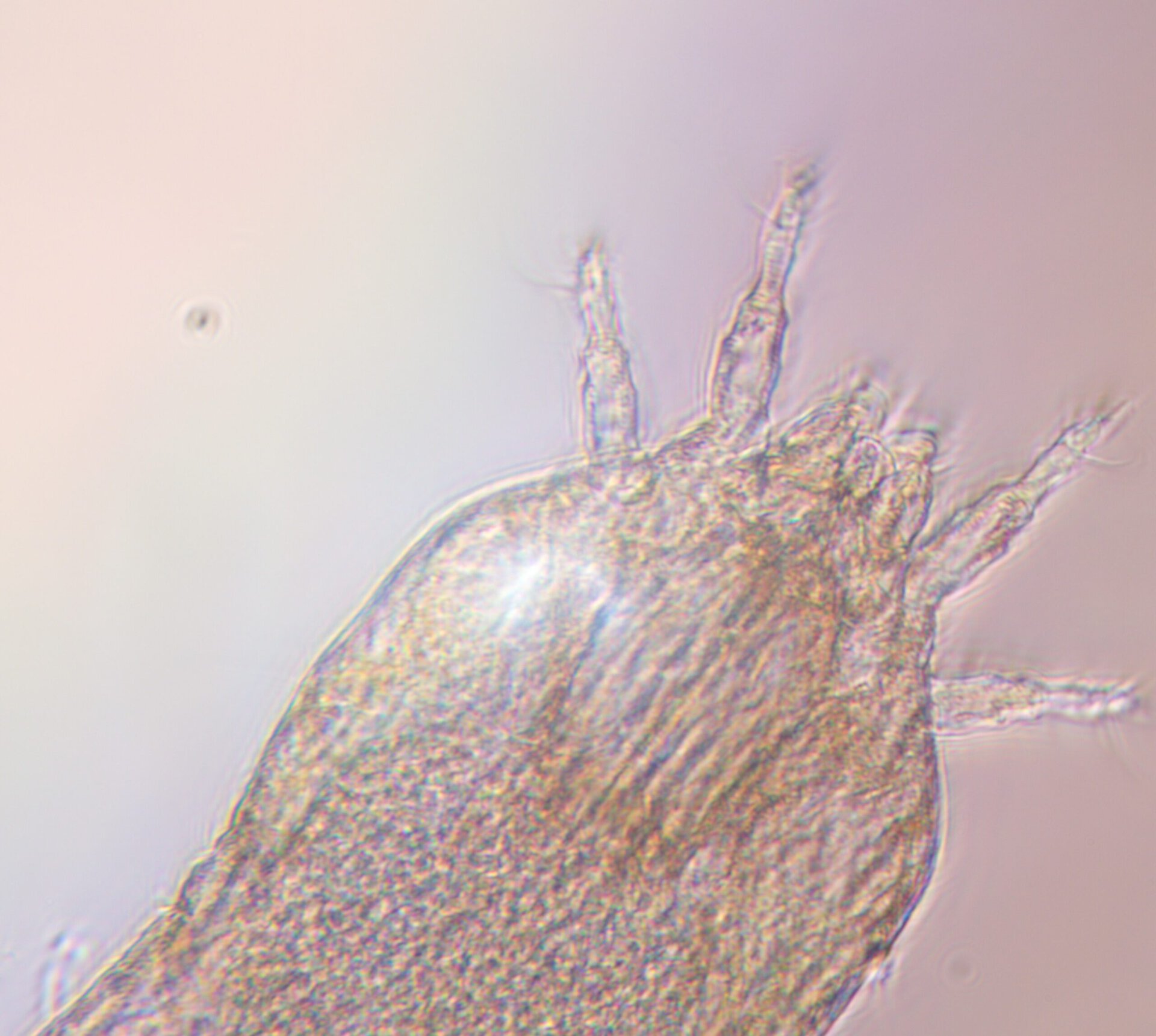 acarien C vitis vu au microscope